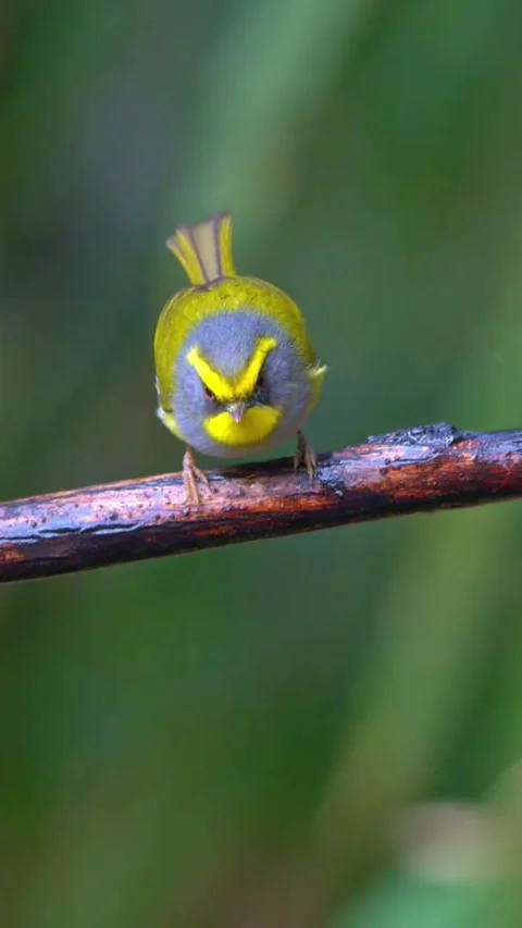 Black faced warbler footage Stock Footage 335661556