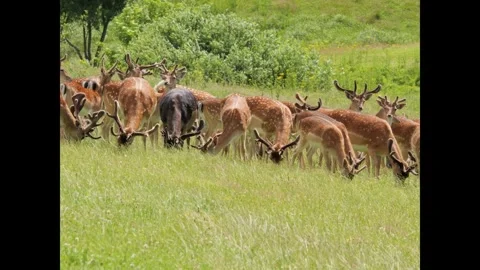 Black fallow deer grazing with herd in green meadow Stock Footage 338232288
