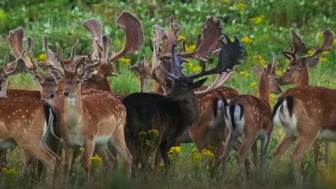 Black fallow deer stag standing out in a herd Stock Footage 328181301