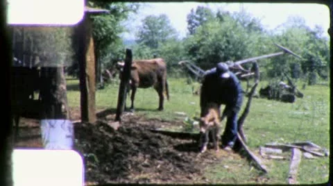 BLACK FARMER Calf Cow African American 1970s Vintage Film Home Movie 6242 Stock Footage