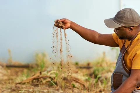 Black farmer lets soil fall through his hands, field in background. Stock Photos