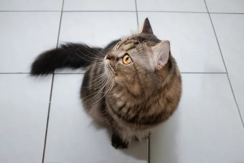 Black fat cat with a tabby pattern. was playing indoors Stock Photos
