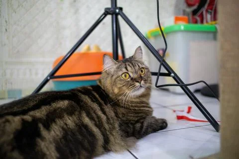 Black fat cat with a tabby pattern. was playing indoors Foto stock