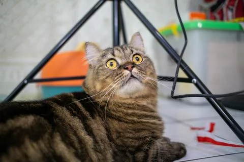 Black fat cat with a tabby pattern. was playing indoors Stock Photos