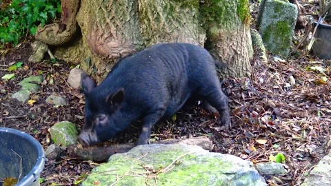 Black fat pig scratching on a tree Stock Footage 233731462