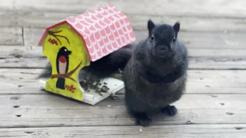 A black fat squirrel  scratches its belly Stock Footage 230916919