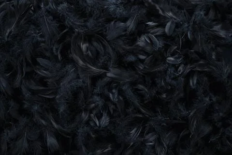 Black feather backgroundwith copy space Stock Photos