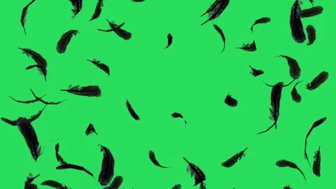 Black feather Vídeo Stock 128626347
