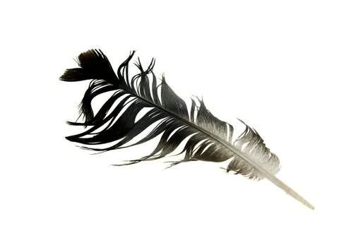 Black feather Stock Photos