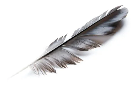 Black feather Stock Photos
