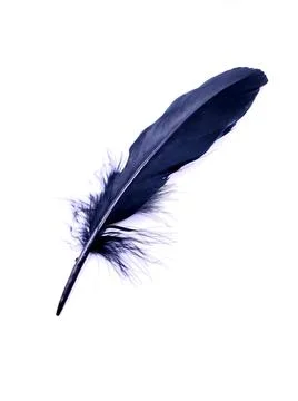 Black feather Stock Photos