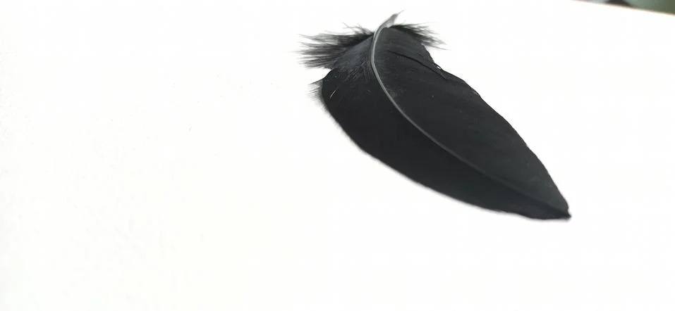 Black feather on a white background Stock Photos