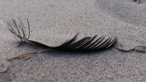 Black feather in the wind Stock Footage 106921572