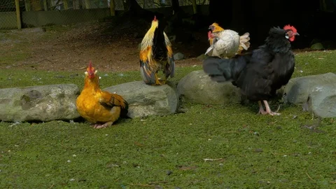 Black feathered Chicken ruffling feathers with other chickens Stock Footage 114656207