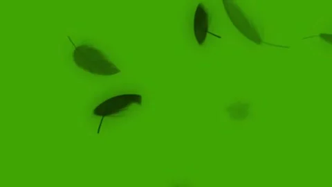 Black feathers falling animation on green screen background Stock Footage 314932276