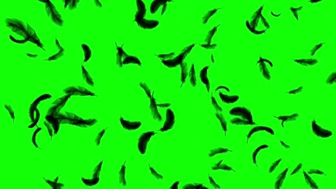 Black feathers falling down on green screen background Vídeo Stock 340994674