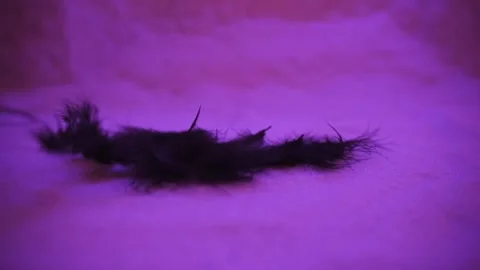 Black feathers Stock Footage 146391395