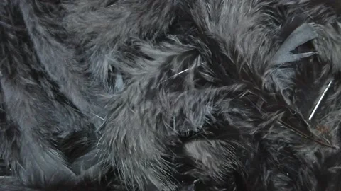 Black feathers, full screen. Slow motion. 스톡 동영상 233769214