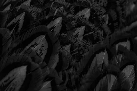 Black feathers with an interesting pattern. background Stock Photos