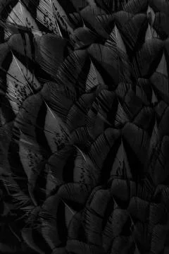 Black feathers with an interesting pattern. background 스톡 사진