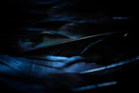 Black feathers laying on a flat surface, light reflecting colors on them Stock Photos