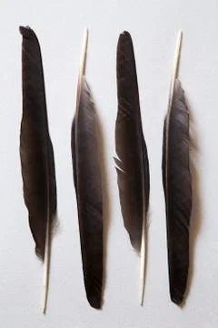 Black feathers Stockfoto's