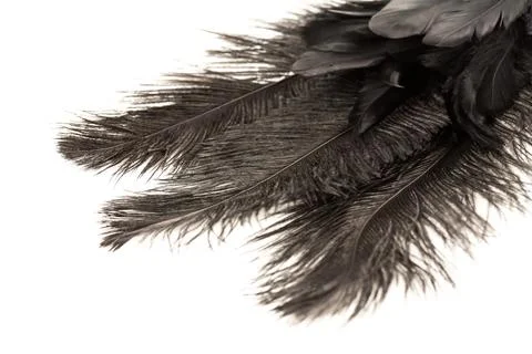 Black feathers 写真素材