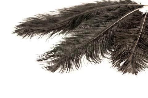 Black feathers Stock Photos