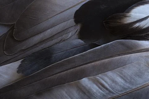 Black feathers Фото