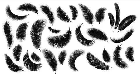 Black feathers. Realistic bird plume in different angles set, fluffy swan and Illustrazione stock