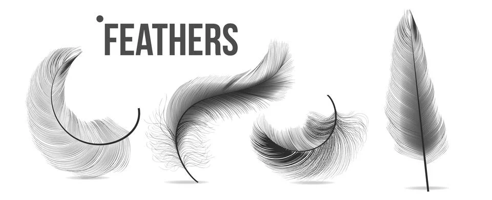 Black Feathers Set . Different Falling Fluffy Twirled Feathers. Isolated Stock Illustration