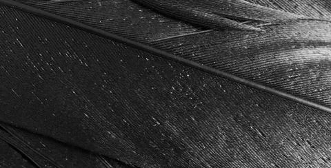 Black feathers with visible texture Stock Photos