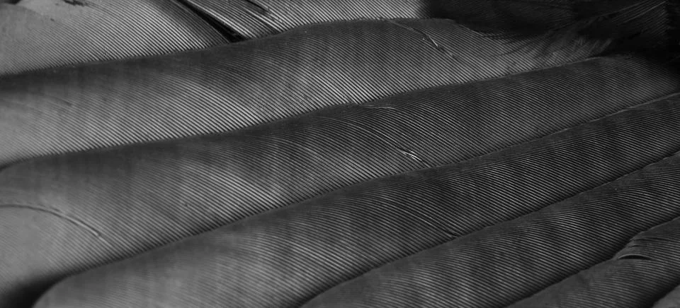 Black feathers with visible texture Stock Photos
