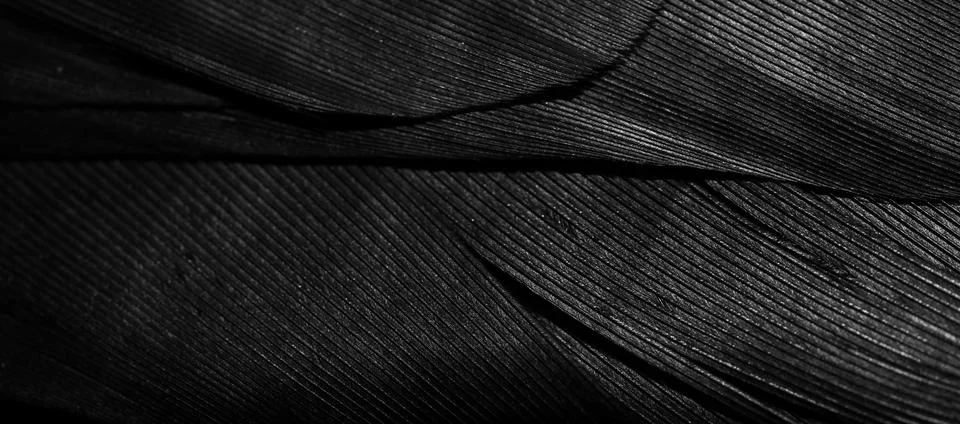 Black feathers with visible texture Stock Photos