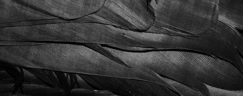 Black feathers with visible texture Stock Photos