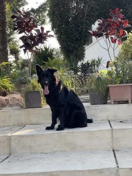 Black Female German Shepherd Sitting on Stone Steps in Garden, Alexandria Egypt Stock Photos
