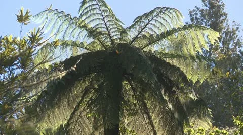 Black fern Stock Footage 10848997