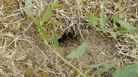 Black Field Cricket Vidéo 44976678
