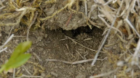 Black Field Cricket Turns Around Vidéo 44976573