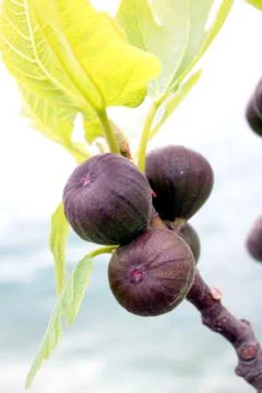 Black fig tree Stock Photos