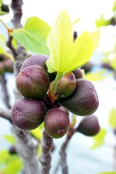 Black fig tree Stock Photos