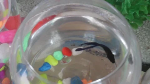 Black fighter fish in small round jar 스톡 동영상 140519566