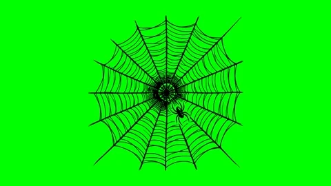 Black fill hand drawn style spider web insect nature animation 库存影片 334265480