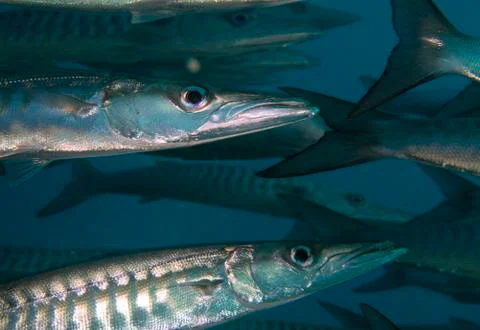 Black fin barracuda close up Foto stock