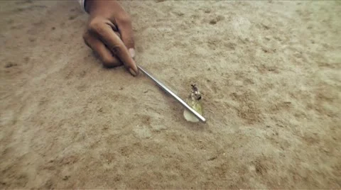 Black-finned snake eel Stock Footage 12363464