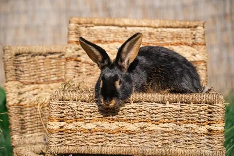 Black-fire Tan , dwarf rabbit sitting on a wicker basket on a sunny day Photos