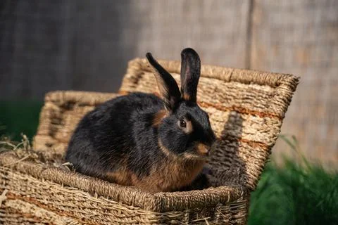 Black-fire Tan , dwarf rabbit sitting on a wicker basket on a sunny day  Stock Photos