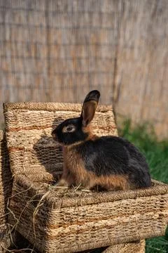 Black-fire Tan , dwarf rabbit sitting on a wicker basket on a sunny day  Stock Photos