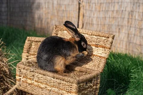Black-fire Tan , dwarf rabbit sitting on a wicker basket on a sunny day Stock Photos