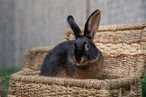 Black-fire Tan , dwarf rabbit sitting on a wicker basket on a sunny day  Stock Photos